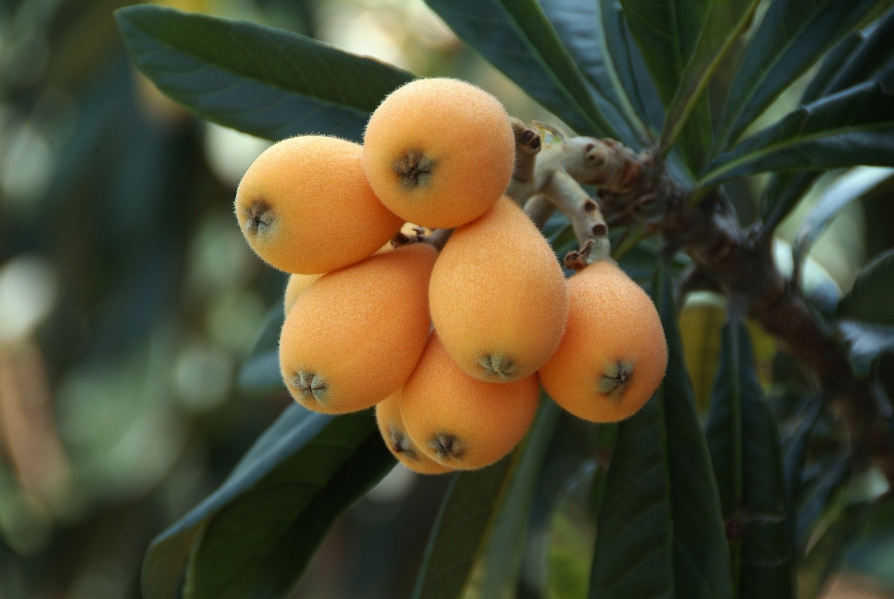 The loquat or naspli fruit