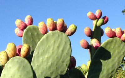 Discover the Prickly Pear at The Snop House: A Maltese Delight