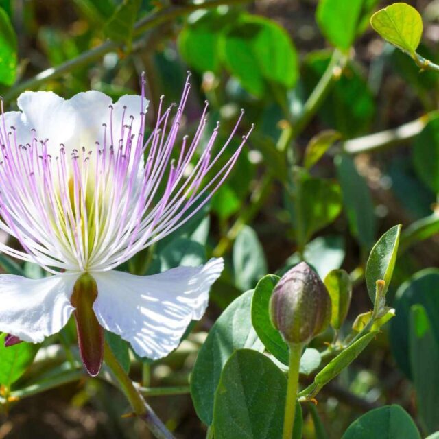 caper flower