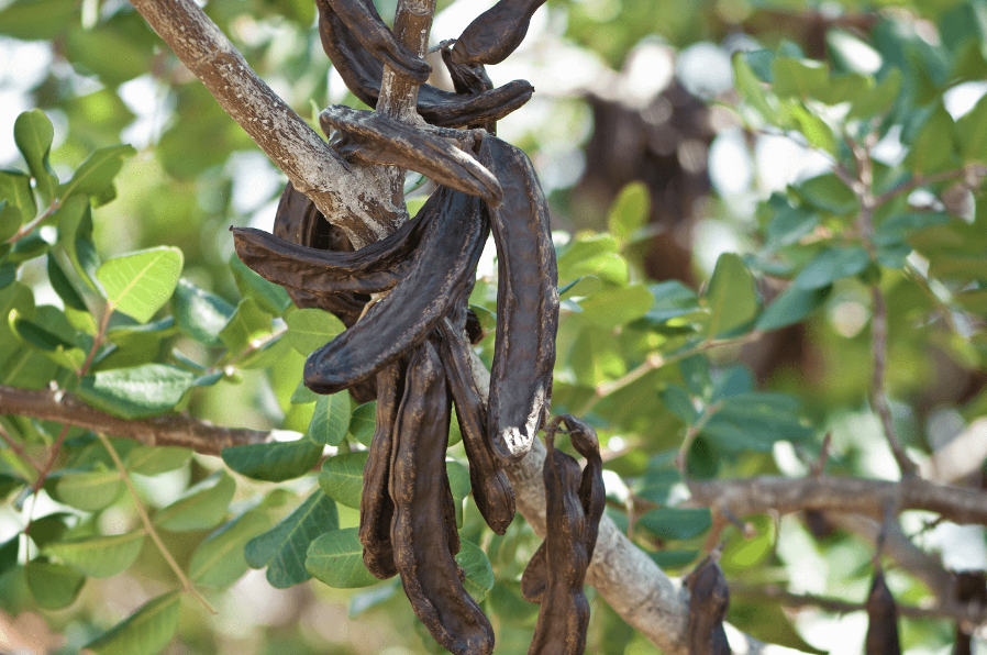 Carob fruit Carob fruit