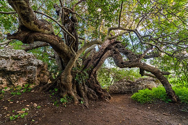 Carob_(Ceratonia_siliqua) A carob tree