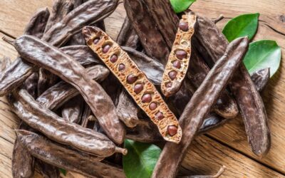 Discover the Carob Tree: A Symbol of Mediterranean Heritage and Maltese Culture