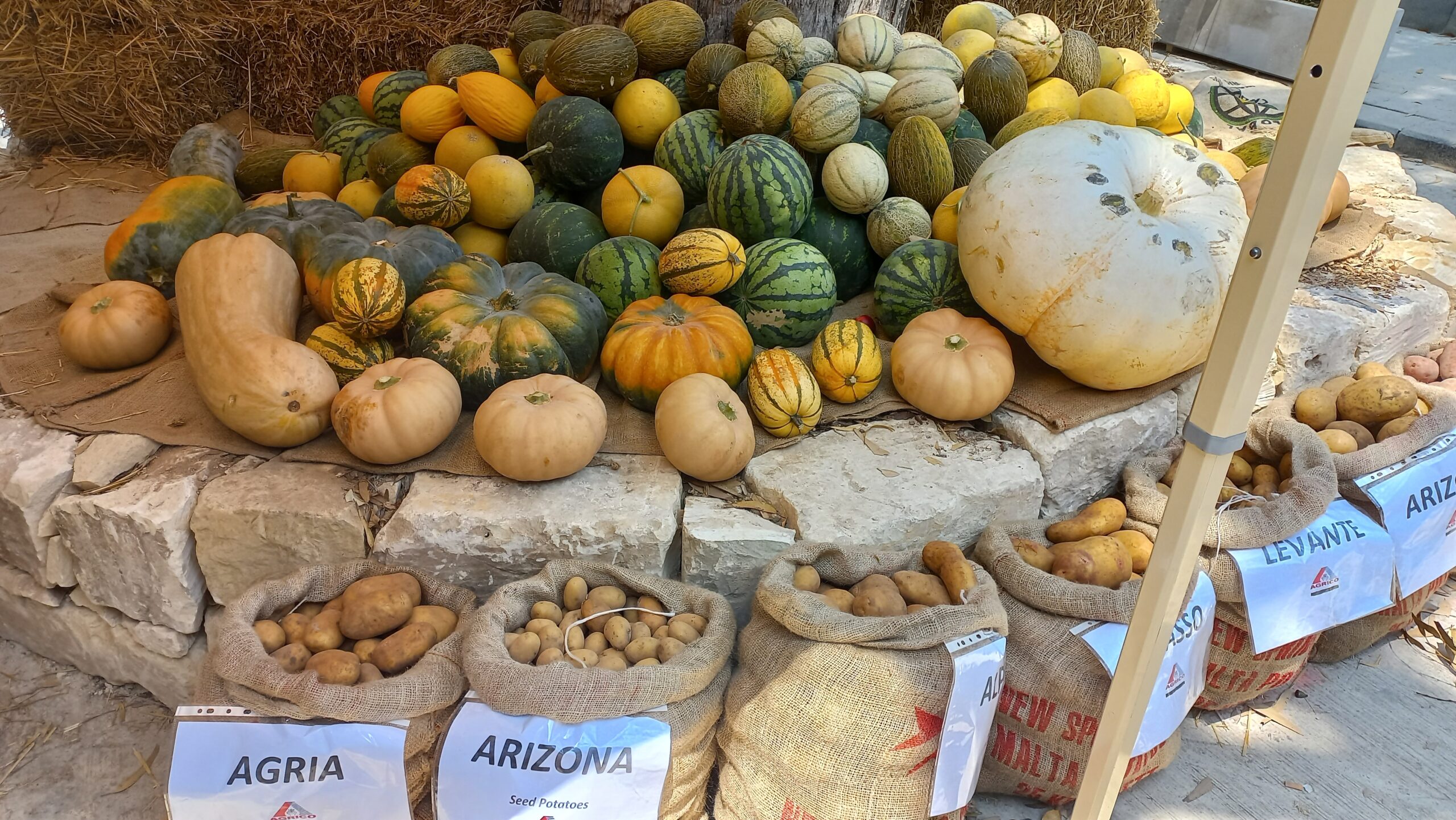 L-Imnarja - Pumpkins L-Imnarja - Pumpkins