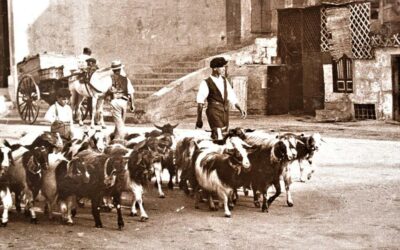 Malta Fever: From Brucellosis to Festive Frenzy
