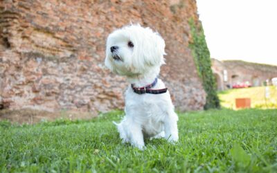 The Maltese Bichon: Origins, History, and the Truth Behind Its Name