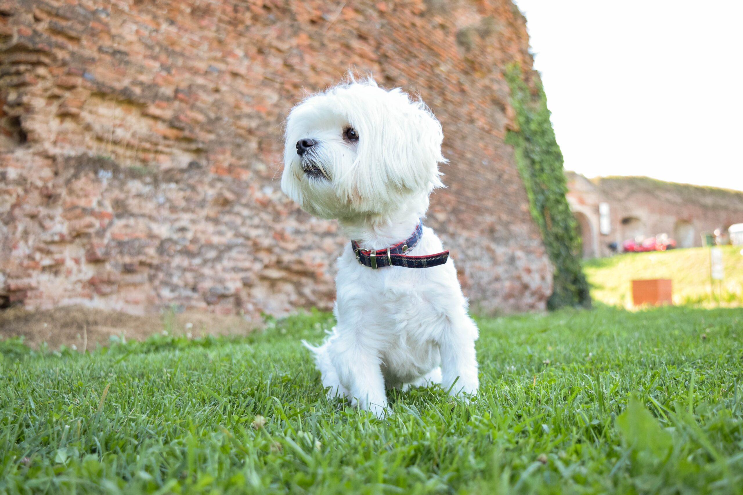 The Maltese Bichon: Origins, History, and the Truth Behind Its Name