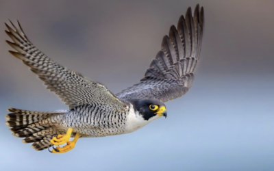 The Maltese Falcon: From Historical Emblem to Legendary Cultural Icon