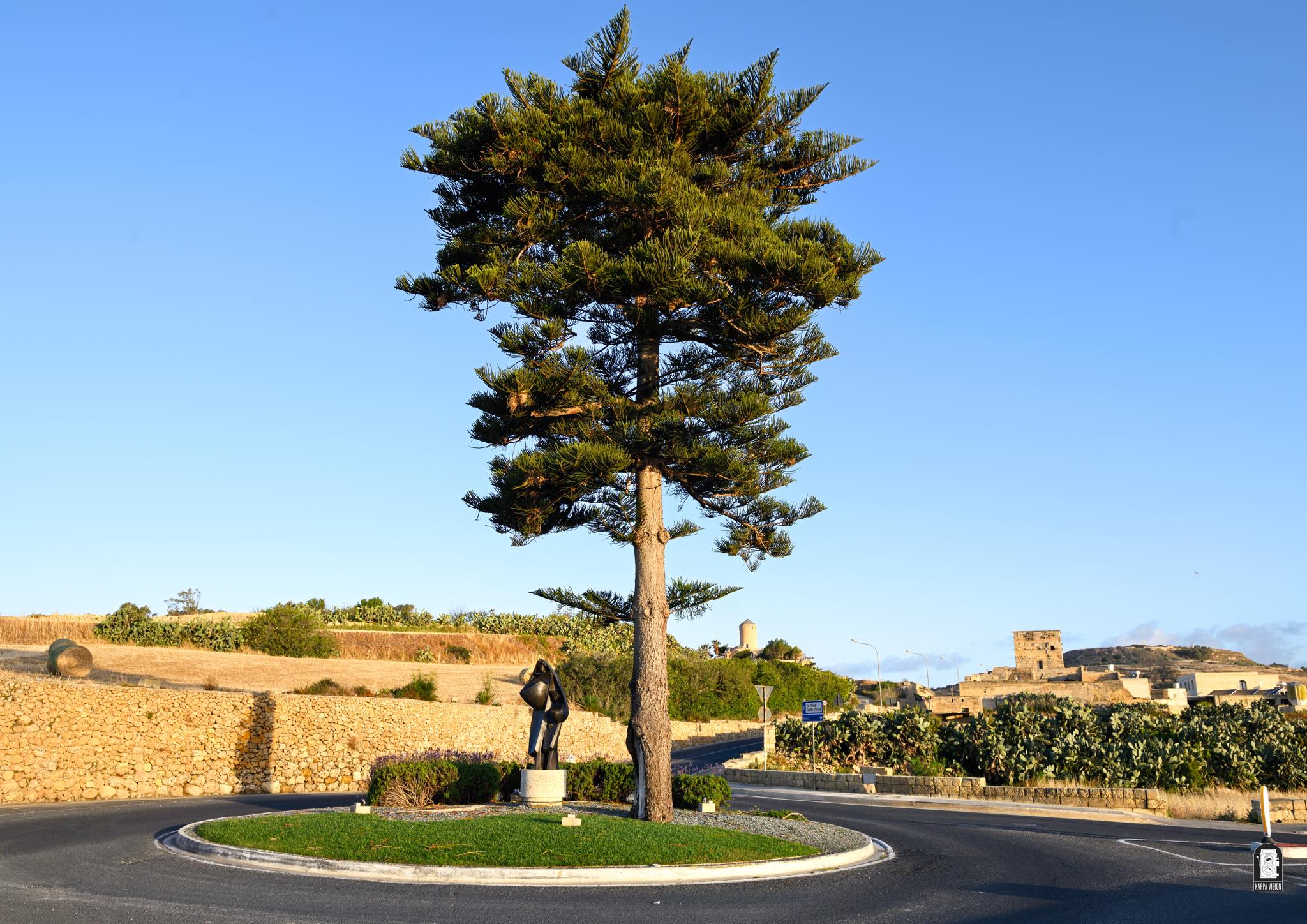 Araucaria in Malta