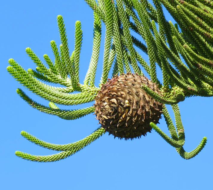 Araucaria Fruit - Malta