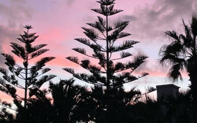 Araucaria in Malta: The Candelabra-Shaped Tree Explained