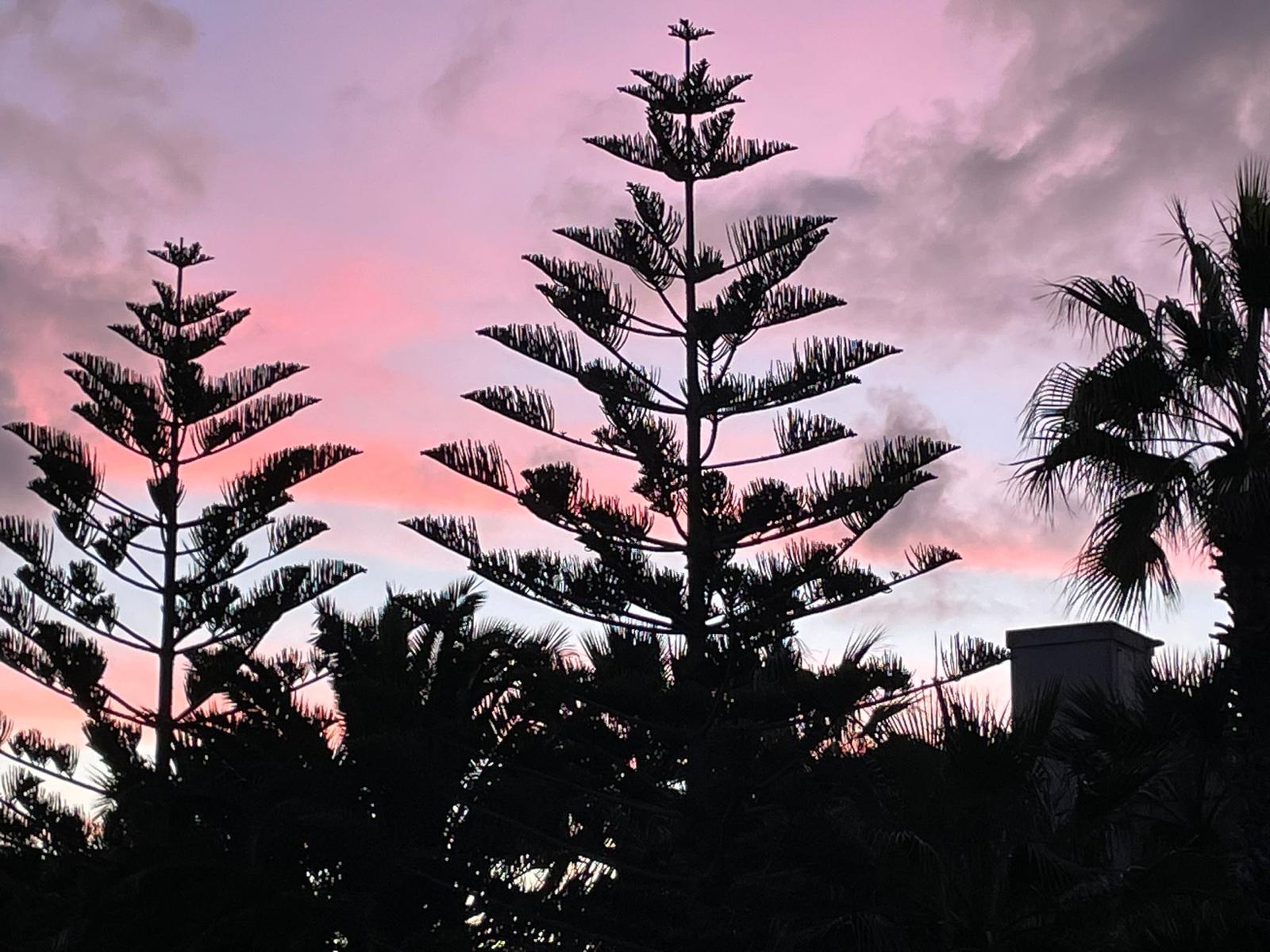 Araucaria in Malta: The Candelabra-Shaped Tree Explained