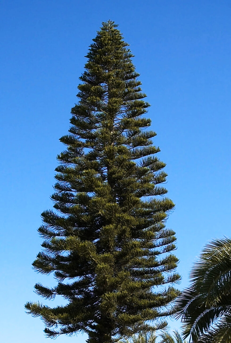 Araucaria in Malta: The Candelabra-Shaped Tree Explained - The Snop House