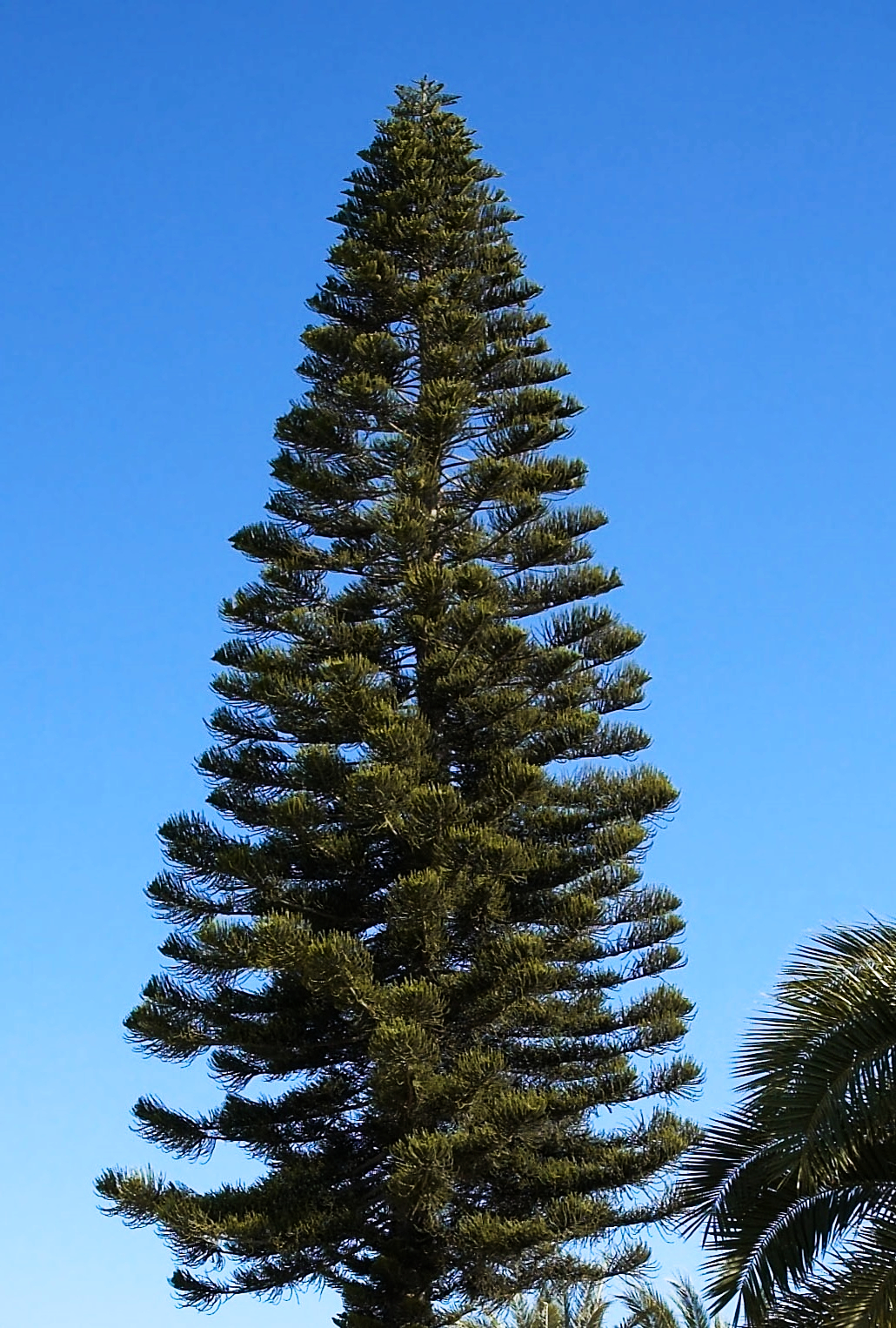 Araucaria