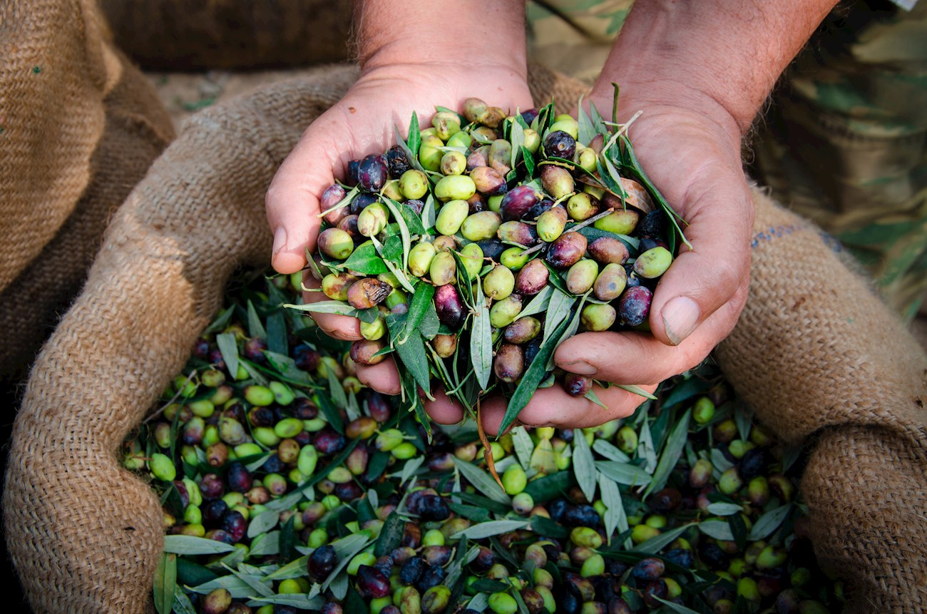 Olive Growing in Malta: Discover the History of Maltese Olive Oil