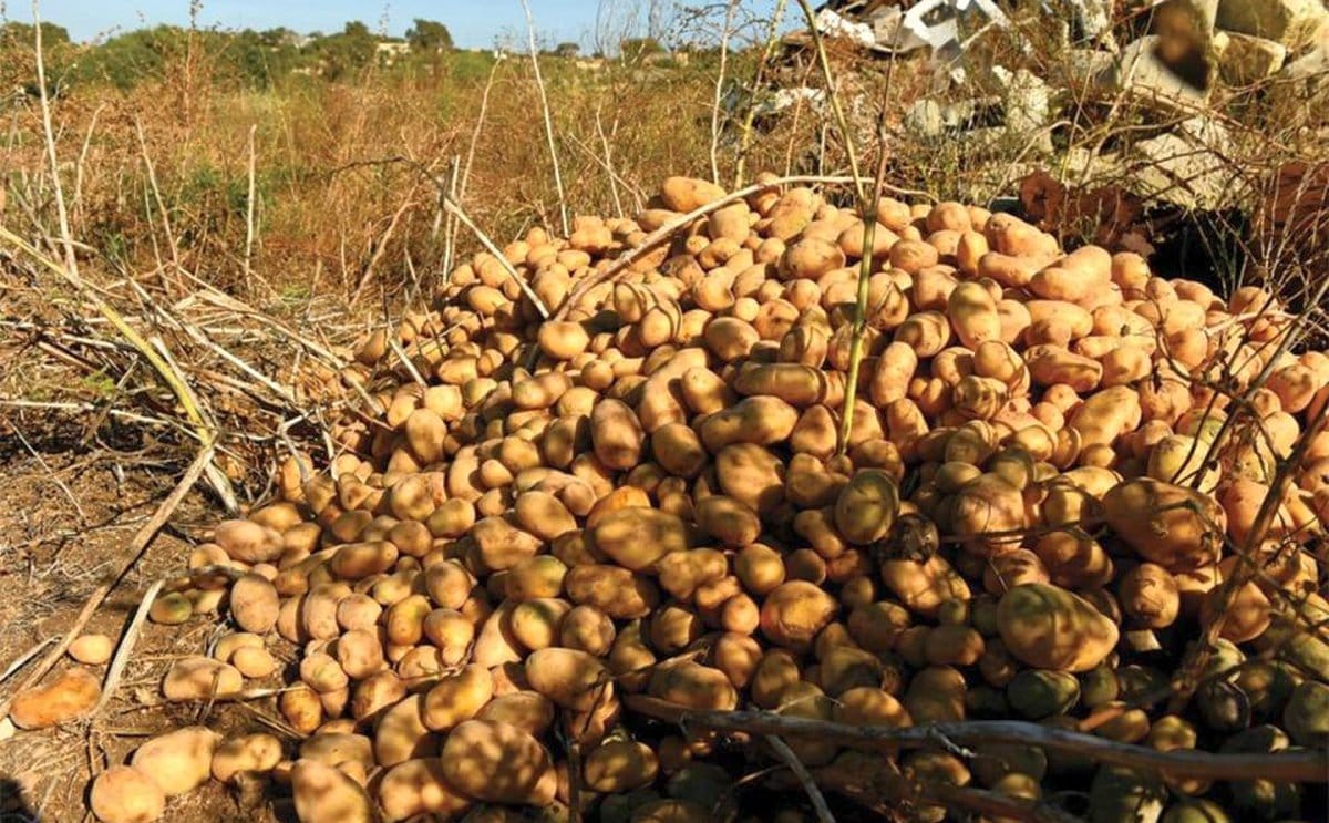 potatoes-malta-1200