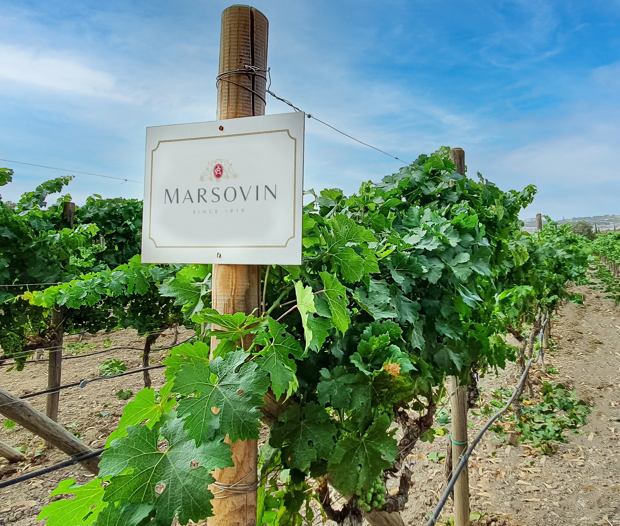 Marsovin